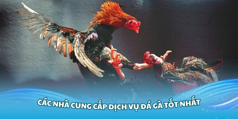 Cập Nhật Tin Tức Về Các Trận Chọi Gà Nhanh Chóng