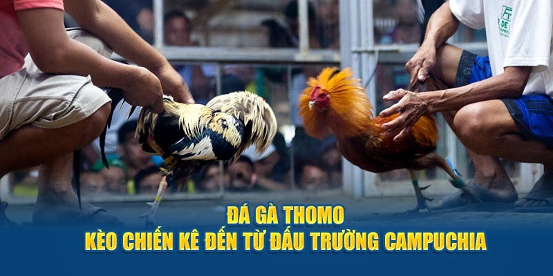 Lý do để theo dõi và đặt cược đá gà Thomo tại 188BET