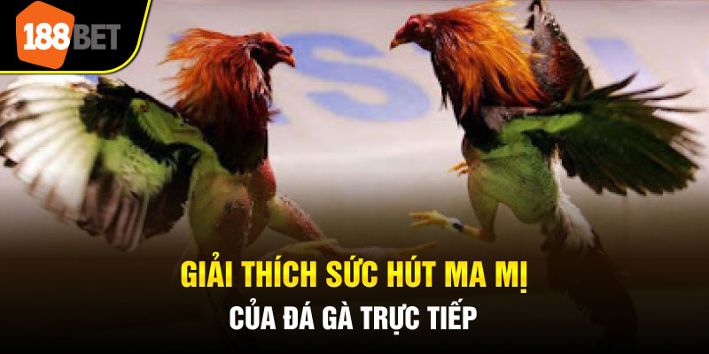 Giải thích sức hấp dẫn của đá gà trực tiếp