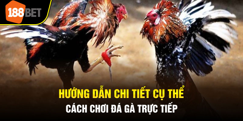 Hướng dẫn chơi đá gà trực tiếp