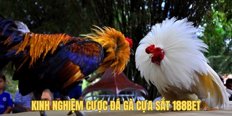 Kinh nghiệm cược đá gà cựa sắt chắc chắn là mối quan tâm của nhiều tân binh