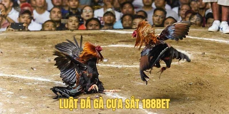 Những quy tắc cốt yếu trong đá gà cựa sắt