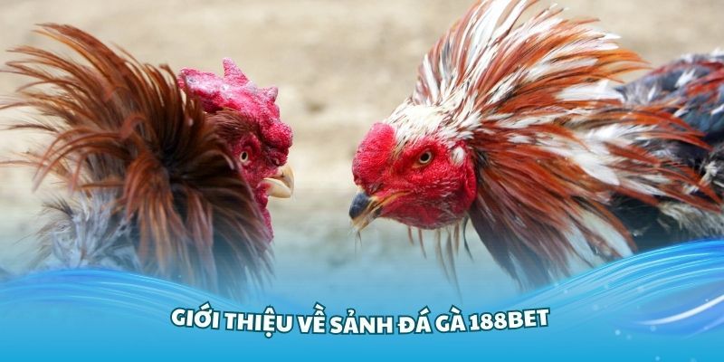 Khám Phá Về Mục Đá Gà 188BET Trực Tuyến