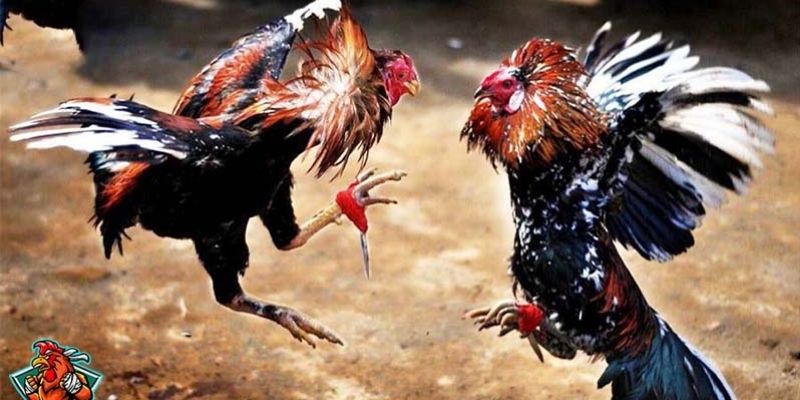Hình thức đá gà cựa dao đang trở thành một trào lưu nổi bật trong thời gian gần đây.
