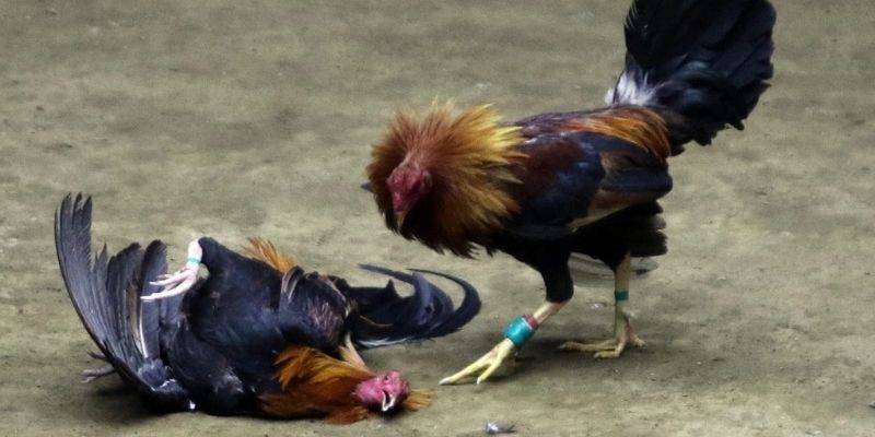 Trong mỗi cuộc chiến, sẽ có nhiều giống chiến kê khác nhau, ví dụ như một số giống được ưa chuộng rộng rãi, với số lượng chiến kê tham gia mỗi ngày luôn rất lớn và khó có thể thống kê.